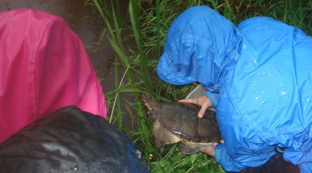Laula the turtle gets returned to Poole Creek