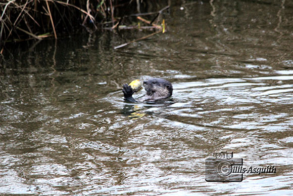 Otter in the Jackson Trails pond. November 2015. Photo by Jacinta Cillis-Asquith.
