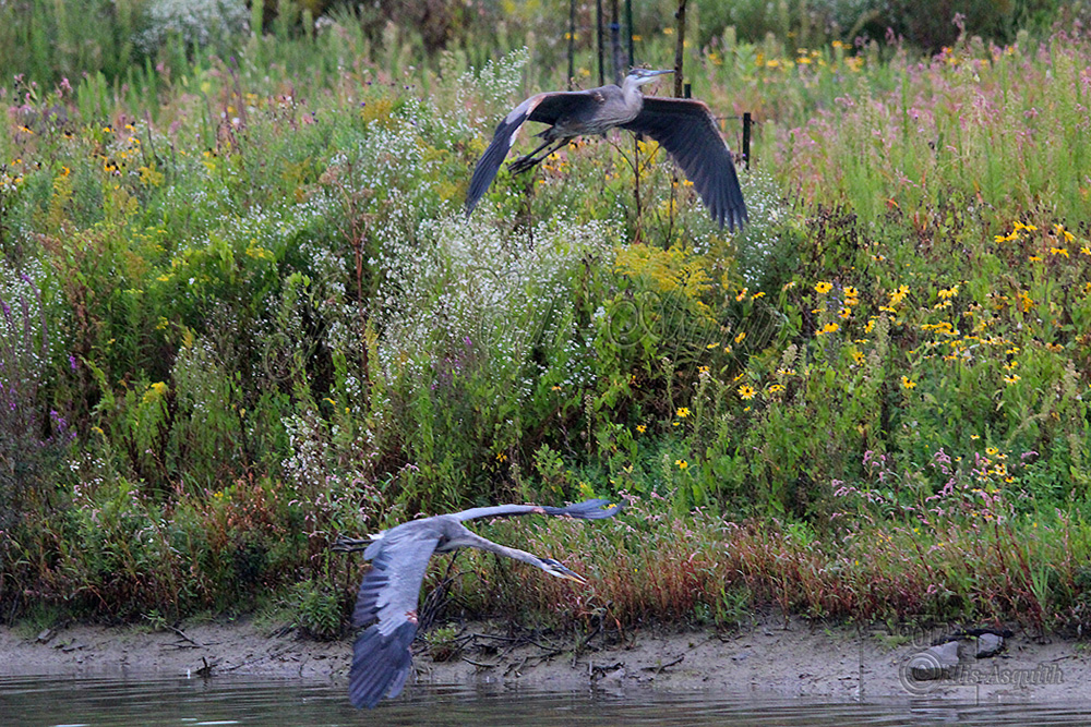 ©copyright Jacinta Cillis-Asquith/JacintaPICs 2017