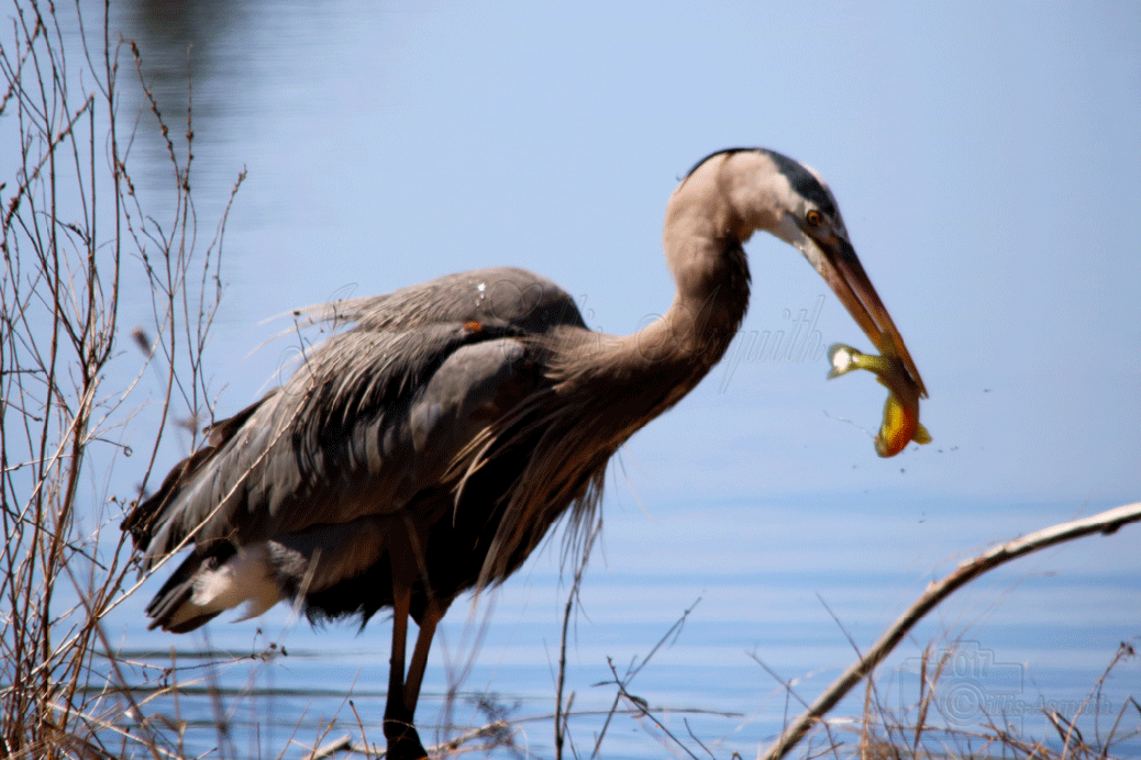 Photo by Jacinta Cillis-Asquith.