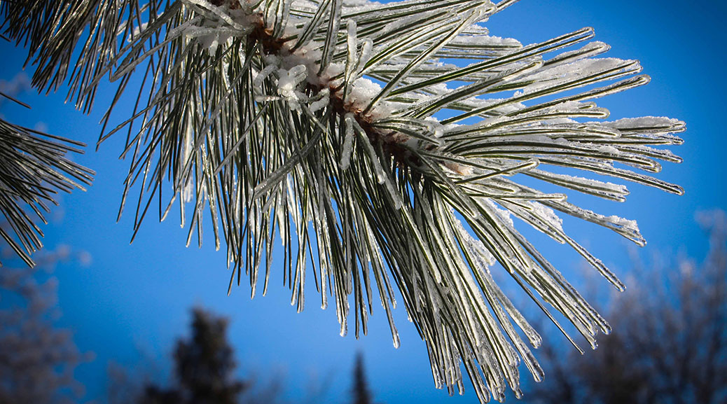Winter walk along Poole Creek. Photo by Barry Gray