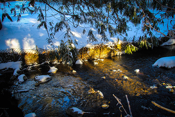 Winter walk along Poole Creek. Photo by Barry Gray