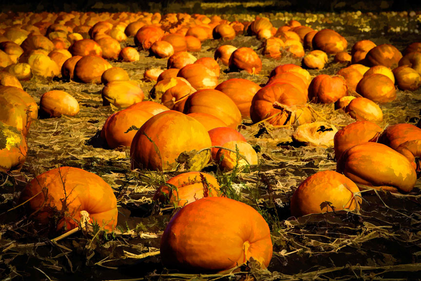 Pumpkins near Richmond, October 2015. Photo by Barry Gray.