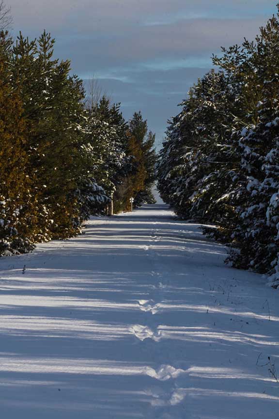 STITTSVILLE, ON. Dec.6 2016. Single path on the Trans Canada Trail. Barry Gray (StittsvilleCentral).