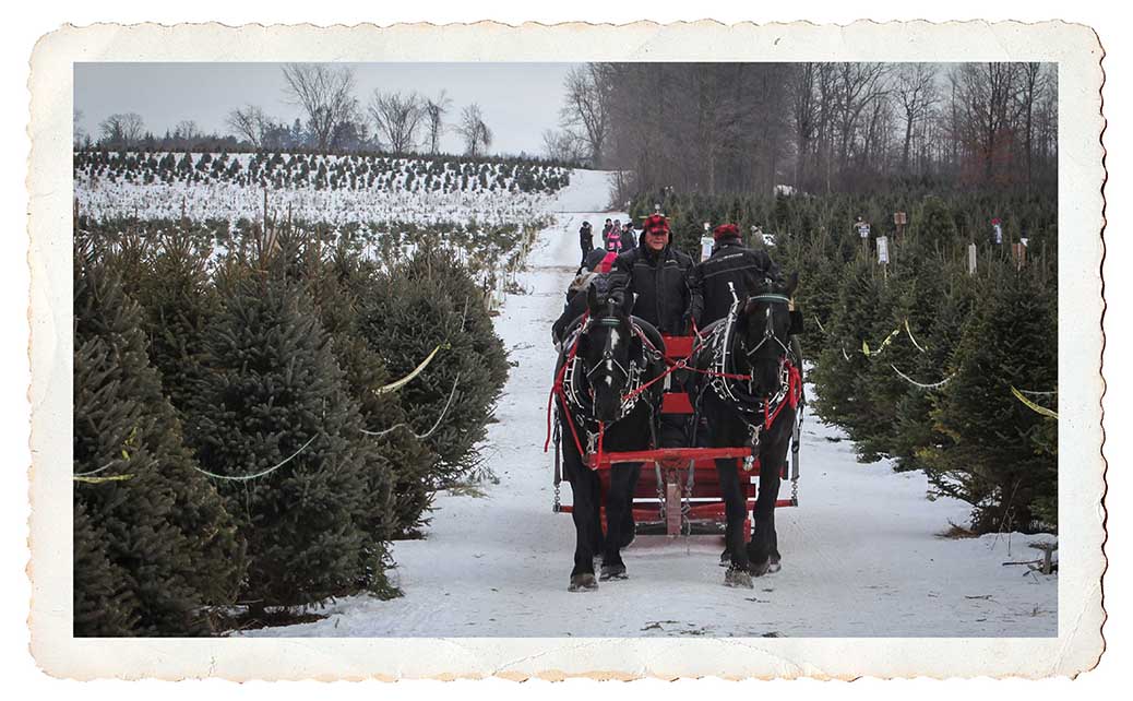 NORTH GOWER, ON. Dec 11, 2016. Sleigh rides to the back part of Thomas Tree Farm. Barry Gray (StittsvilleCentral)