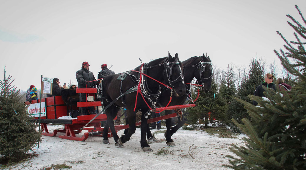 NORTH GOWER, ON. Dec 11, 2016. Barry Gray (StittsvilleCentral)