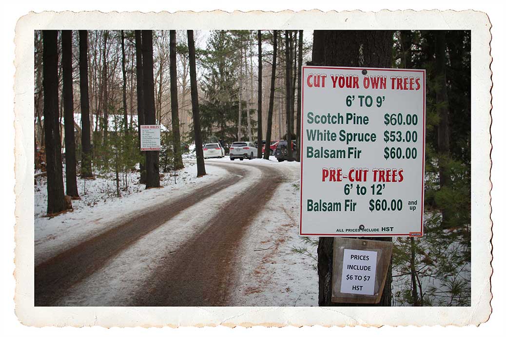 NORTH GOWER, ON. Dec 11, 2016. Entrance to Thomas Tree Farm. Hundreds of people made there way to cut trees on Sunday. Barry Gray (StittsvilleCentral)