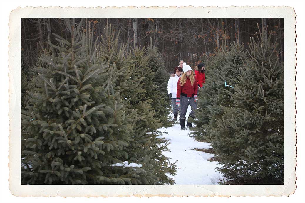 NORTH GOWER, ON. Dec 11, 2016. Searching for the right tree. Barry Gray (StittsvilleCentral)
