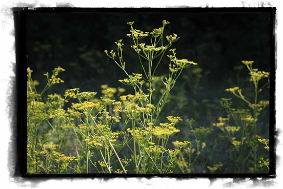 Wild parsnip growing along the ditch on Huntley Road south of Stittsville. Photo by Barry Gray.