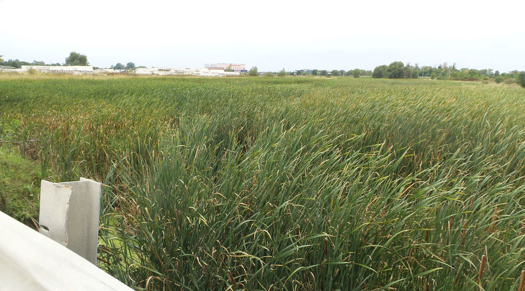 Carp River looking west from Maple Grove. Photo by Glen Gower / August 2015