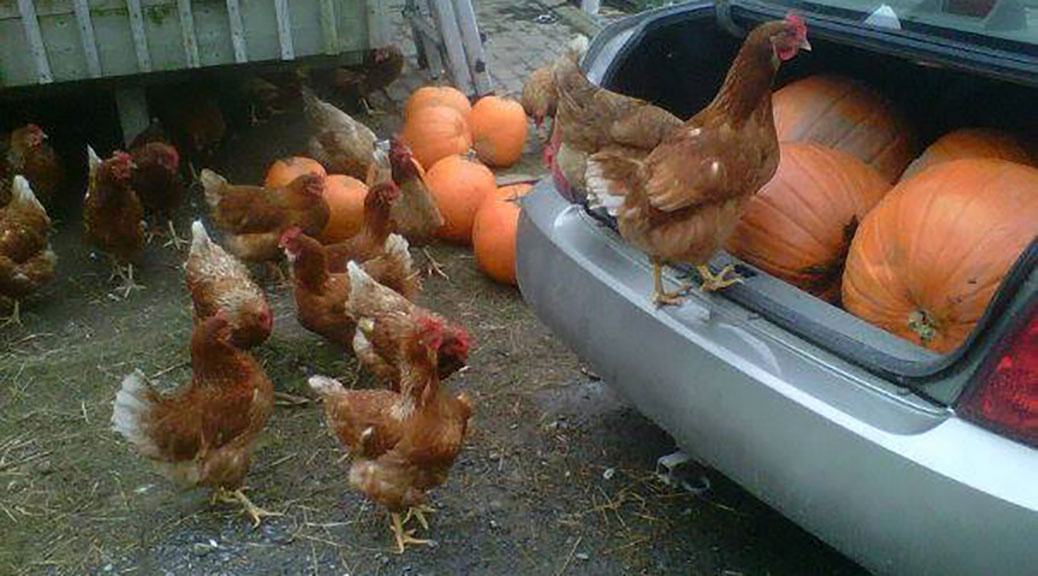 Chickens eating pumpkins. Photo via Rebecca Hanbidge