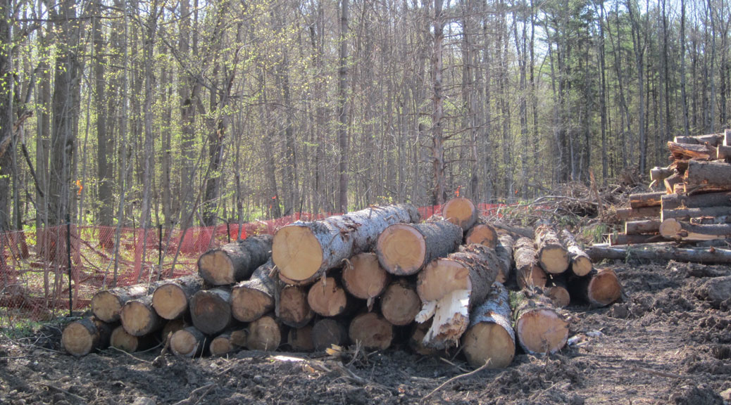 This development site off Terry Fox Drive in Kanata was clear cut during the height of the birthing season for baby mammals. Photo courtesy of Donna Dubreuil.