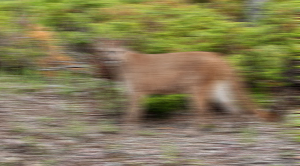 Cougar illustration