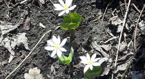 Best in Show & Class 1: We See Thee Rise – a spring garden - Judith Cox