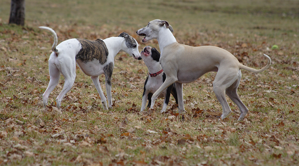Photo: At the dog park by Michelle Tribe. Used under Creative Commons license. https://www.flickr.com/photos/greencolander/4123220146/in/photolist-o9qofX-jFzpyy-7hmy1f-7hhBaF-7hmzGw-7hhA3k-8Pb2a-4JaVaD-7hmuVU-gLHu3m-7hhzs6-7hhCNB-7hhBFD-eB1VKF-rHgAG1-pSCrvZ-pVz6u-pVzcN-pVz9S-pVyZF-7acMEF-pVyX9-pVz4f-os5m55