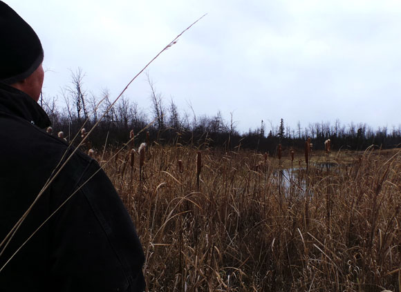 Michael Erland on his property on Flewellyn Road. “There used to be maple trees back here.”