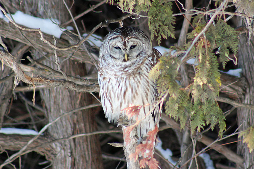 Owl in Fairwinds North, photo by Desiree McCarthy
