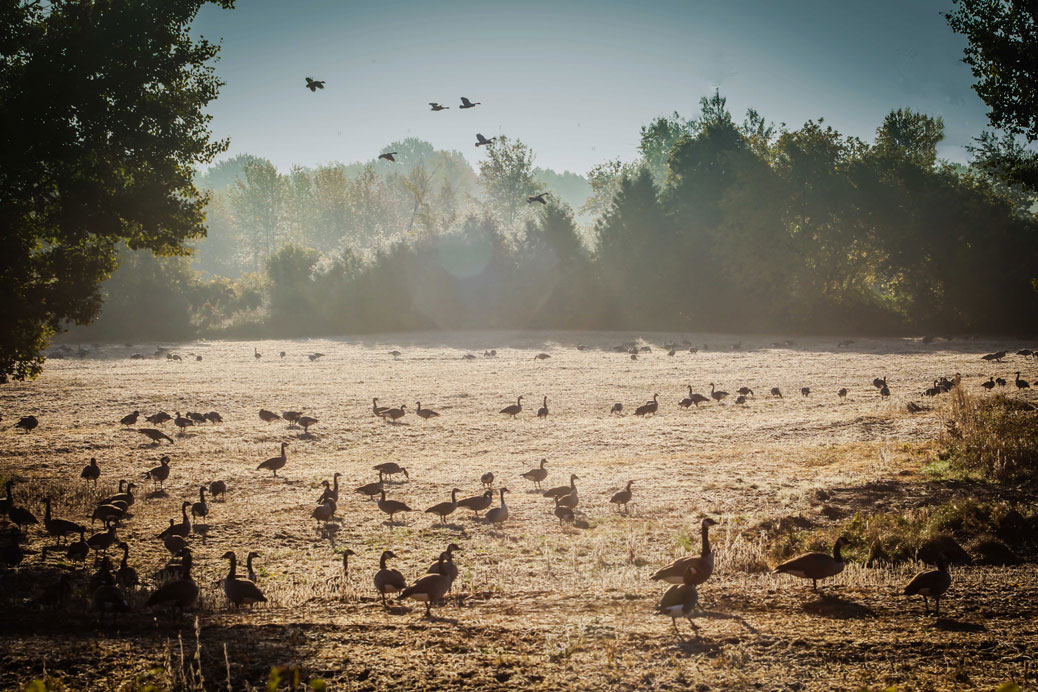 Geese in a field off Fernbank. Photo by Barry Gray.