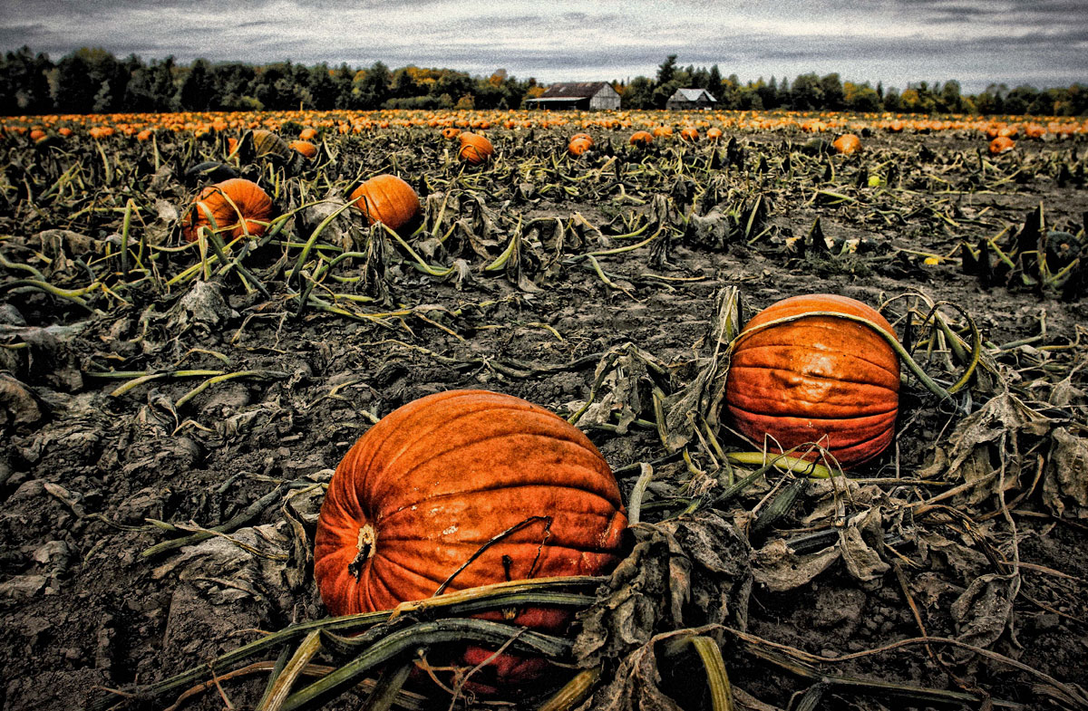Pumpkins off Upper Dyer Road. Photo by Barry Gray.