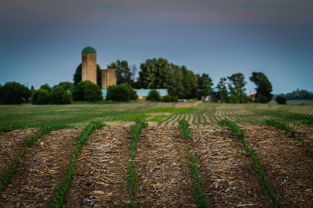 Spring Crops by Barry Gray