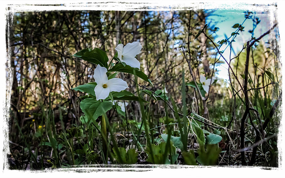 Trilliums, just off the trails near Carp. Photo by Barry Gray.