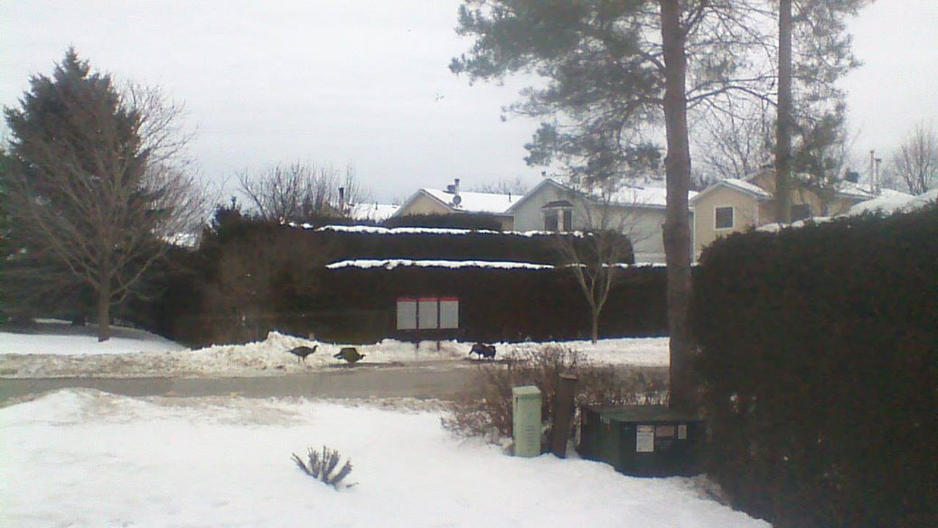 Turkeys on Greer Street. Photo by Anna Lusk.