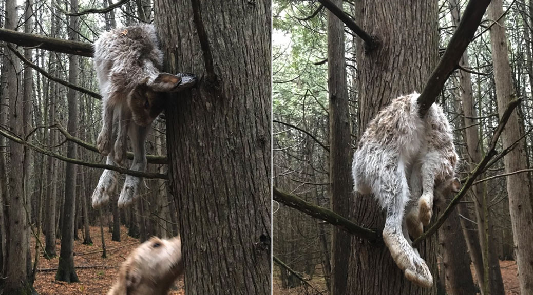 Hare in a tree along the Trans Canada Trail. Photo via Kathleen Edwards.