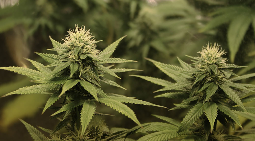 Lemon kush / photo by Mark via Flickr. Used under a Creative Commons license. https://www.flickr.com/photos/eggrole/5026765268/