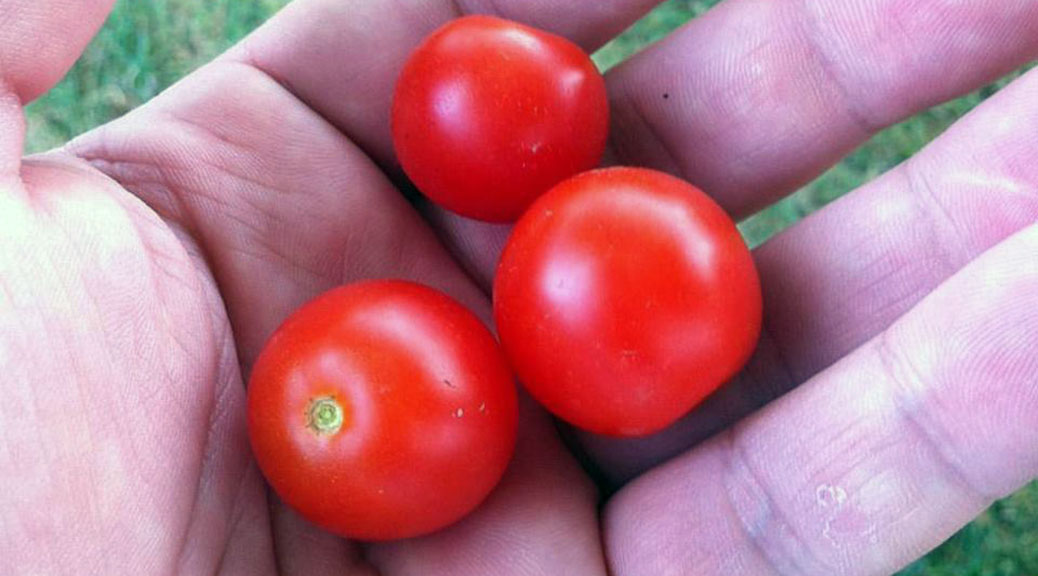 Logan Primeau holds a handful of cherry tomatoes from his garden last year.