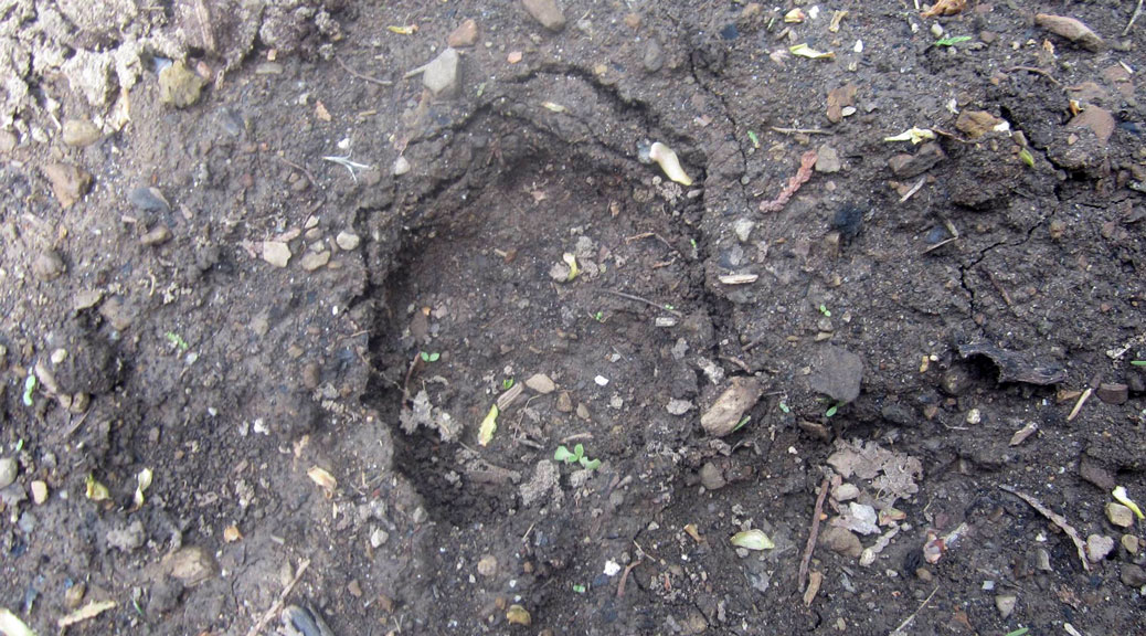 Residents on Savage Drive took these photos of footprints after they saw that they thought was a cougar.