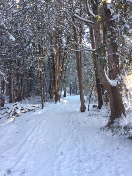 Poole Creek winter wonderland. Photo by Michelle Legault