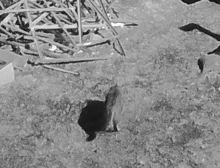 Re: Where the wild things are… "I have a shop in the Reis industrial park off of Carp Road just north of Richardson Side Road. We have seen a Lynx twice on our security cameras in our fenced compound in the last 2 years. This one is from Dec 25, 2015." –David Scott