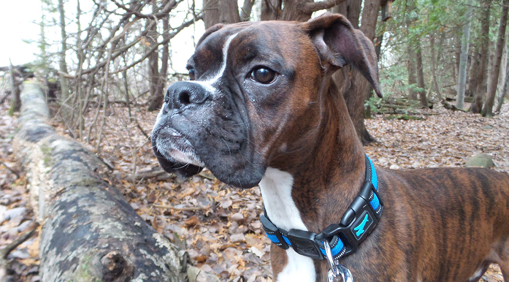 Roscoe the Boxer