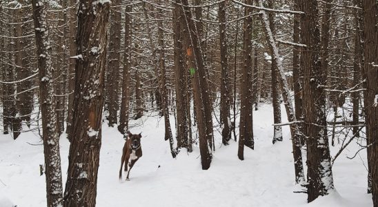 Roscoe the Boxer bolts through the Shea Woods. File photo / December 2017.