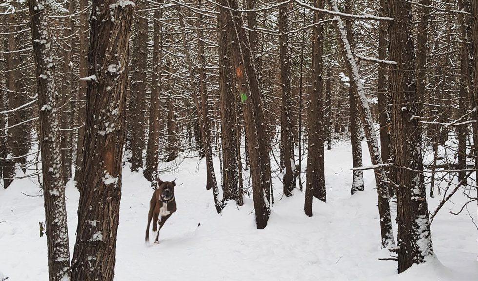 Roscoe the Boxer bolts through the Shea Woods. File photo / December 2017.