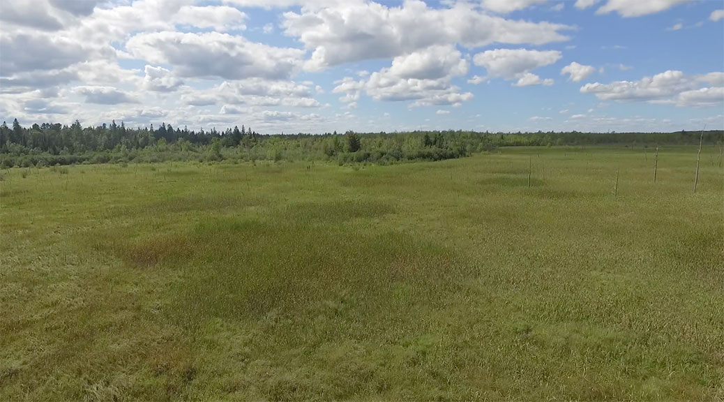 Screen shot from an aerial video of the Poole Creek Wetland. By Twitch.