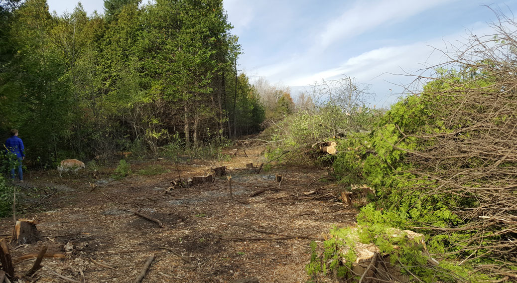 Trees cut at the edge of the Shea Woods, October 28, 2017.