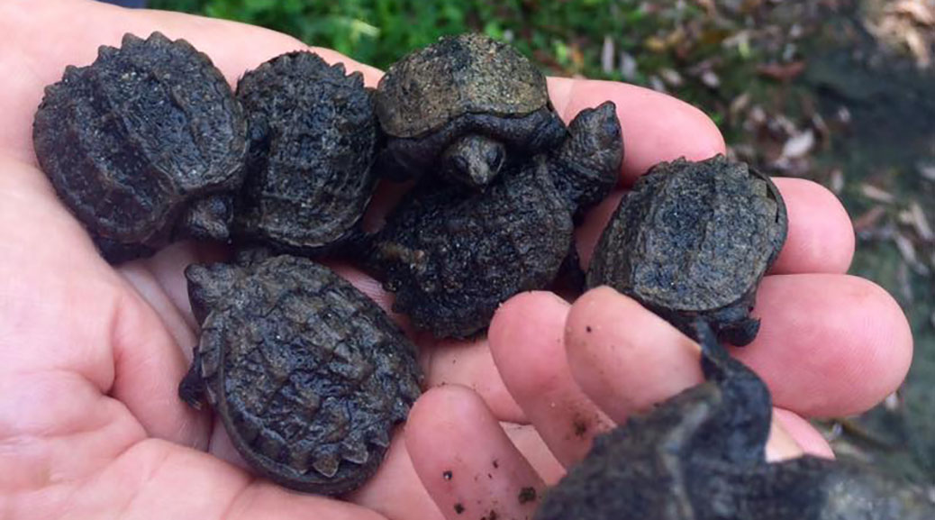 Turtles hatch at Stitt Street Park