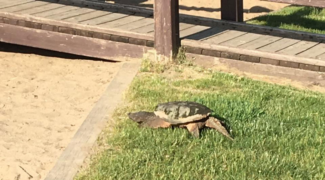 Stitt Park turtle, seen on Saturday, June 3. Photo by Jean-Michel Bastien via Facebook.