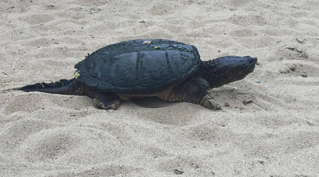 Turtle at Stitt Street Park, 2017