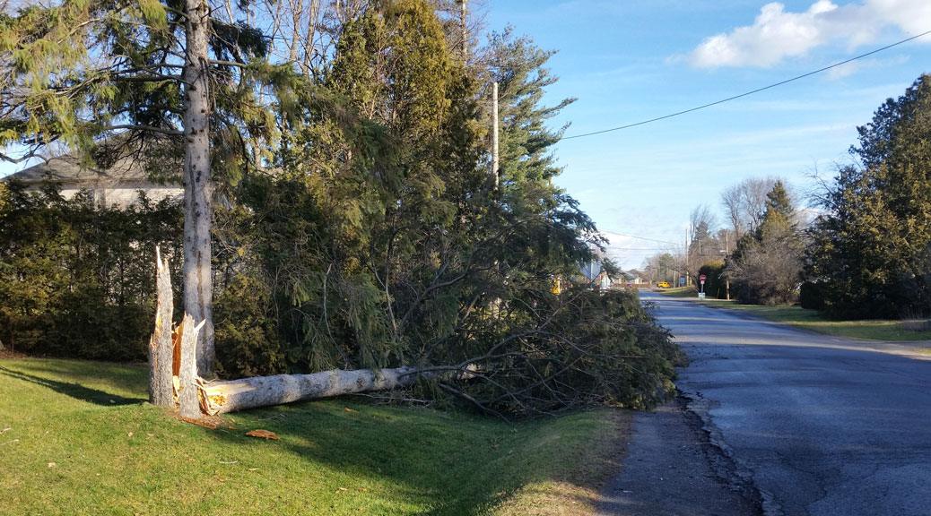 Tree down near Elm & Goulbourn. Photo via Mitch Pommainville