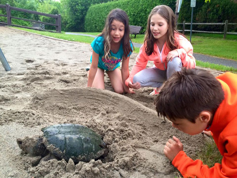 Karla Torres' family witnessed nature up close in June when they saw a snapping turtle laying her eggs in the sand at Stitt Street Park.